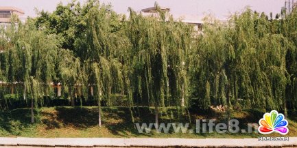 Fireworks效果之水波倒影 模板無憂